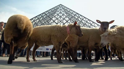 schapen