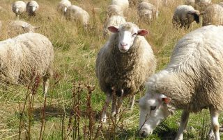 schapen